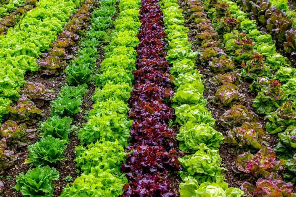 a table of bright vegetables