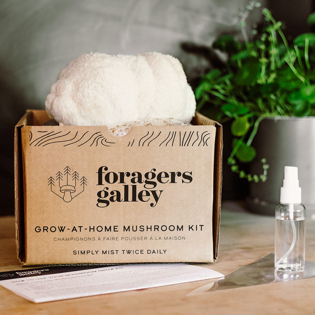 Lion's Mane Mushroom Grow-at-Home Kit - Foragers Galley – BCause